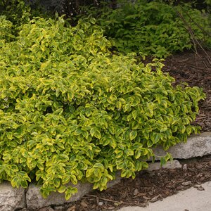 GOLD SPLASH EUONYMUS 30CM