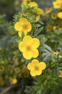 GOLD STAR POTENTILLA 30 CM - image 4