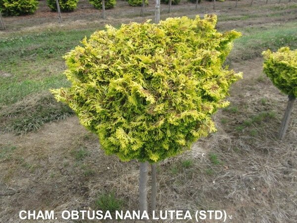GOLDEN DWARF HINOKI STD 90CM