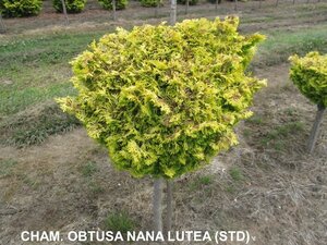 GOLDEN DWARF HINOKI STD 90CM