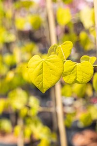 GOLDEN FALLS REDBUD 125CM  - image 2