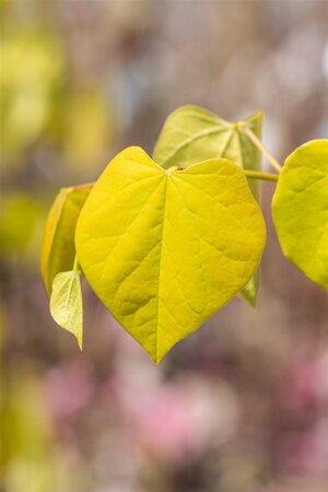 GOLDEN FALLS REDBUD 125CM  - image 4