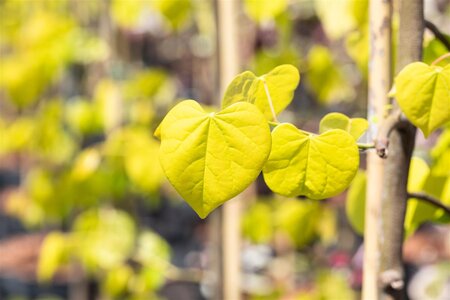 GOLDEN FALLS REDBUD 125CM  - image 1