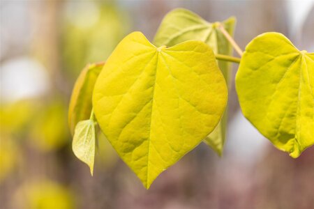 GOLDEN FALLS REDBUD 125CM  - image 3