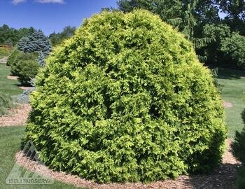 GOLDEN GLOBE CEDAR 30 CM - image 5