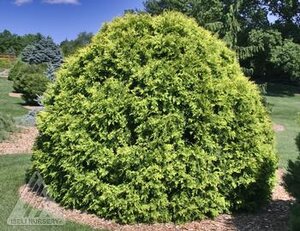 GOLDEN GLOBE CEDAR 30 CM - image 5