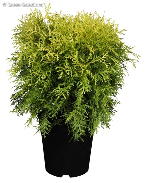 GOLDEN GLOBE CEDAR 30 CM - image 4