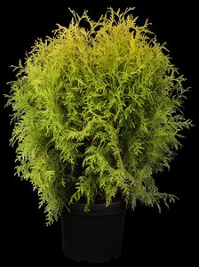 GOLDEN GLOBE CEDAR 40 CM - image 1