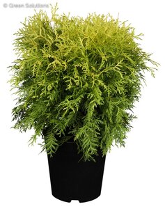 GOLDEN GLOBE CEDAR 40 CM - image 4