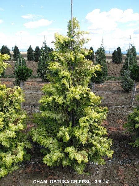 GOLDEN HINOKI FALSE CYPRESS 150CM BB