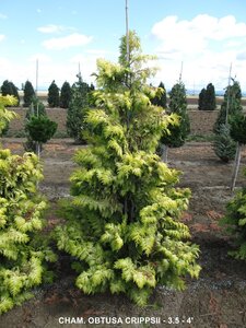 GOLDEN HINOKI FALSE CYPRESS 150CM BB