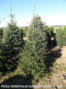 GOLDEN ORIENTAL SPRUCE 125CM BB