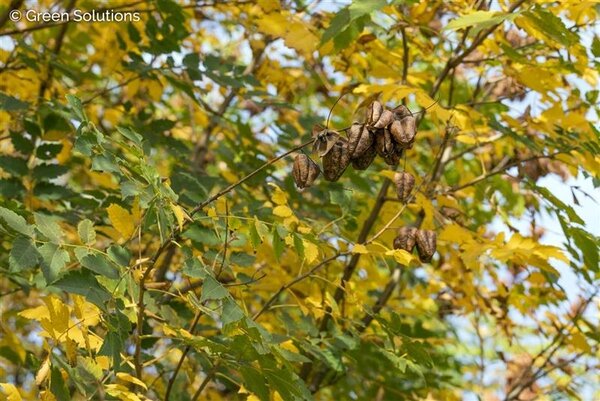 GOLDEN RAIN TREE 200CM (3 Month Warranty)