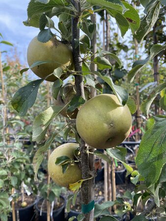 GOLDEN RUSSET APPLE SEM-DWARF 15MM