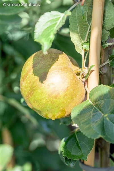 GOLDEN SENTINEL COLUMNAR APPLE 100CM