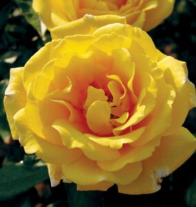GOLDEN SHOWERS ROSE 2G-Yellow-Climbing
