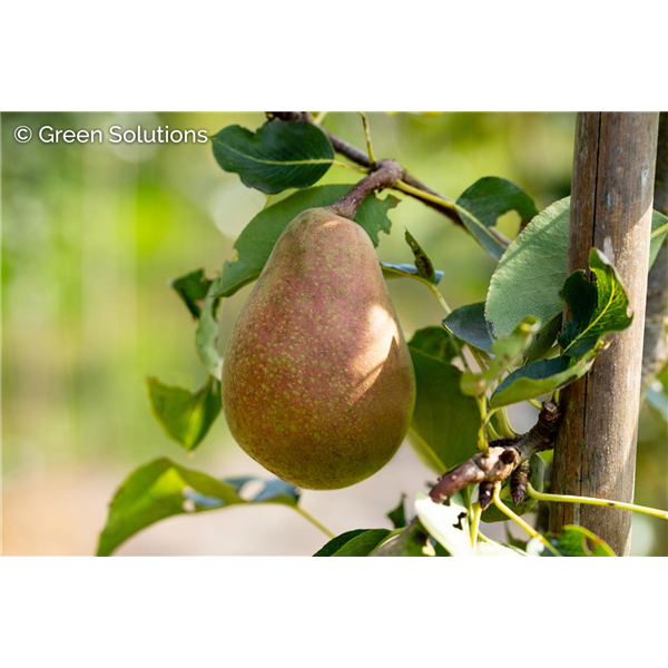 GOLDEN SPICE EATING PEAR 150 CM