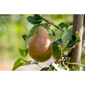 GOLDEN SPICE EATING PEAR 150 CM