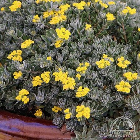 GOLDEN SPRING ALYSSUM 3IN