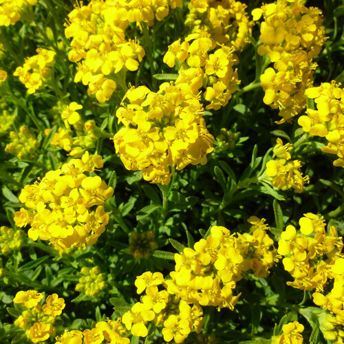 GOLDEN SPRING ALYSSUM 4IN
