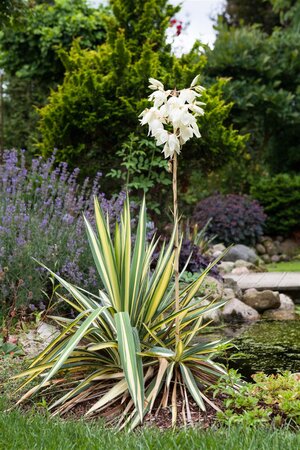 GOLDEN SWORD YUCCA 30CM