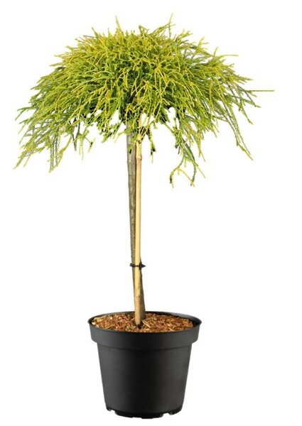 GOLDEN THREADLEAF CYPRESS STD 120CM