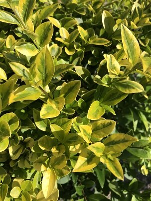 GOLDEN VARIEGATED PRIVET 60 CM