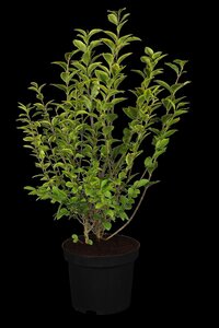 GOLDEN VARIGATED PRIVET 40CM  - image 1