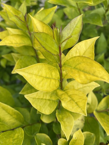 GOLDEN VICARY PRIVET 60CM 