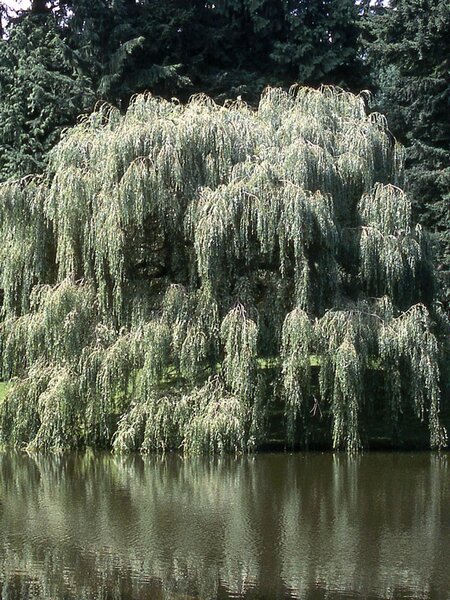 GOLDEN WEEPING WILLOW 250 CM