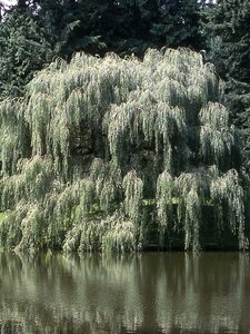 GOLDEN WEEPING WILLOW 250 CM