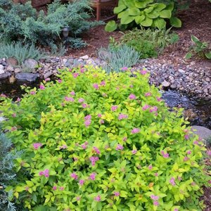 GOLDFLAME SPIREA 20CM