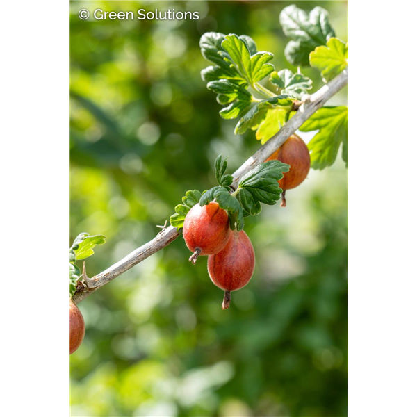 GOOSEBERRY (RED) HINNONMAKI RED 2G
