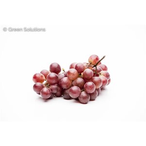 GRAPE CANADICE 1G RED SEEDLESS