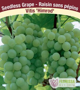 GRAPE HIMROD SEEDLESS 1GAL