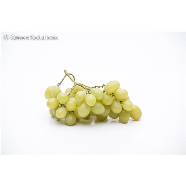 GRAPE NIAGARA GREEN 1G