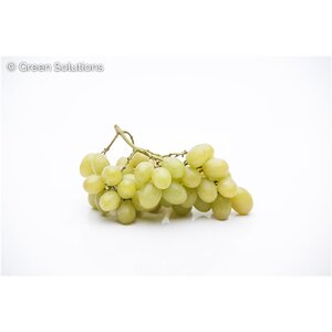 GRAPE NIAGARA GREEN 1G
