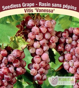 GRAPE SEEDLESS VANESSA 1 GAL