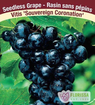 GRAPE SOVEREIGN CORONATION 1G BLACK SEEDLESS