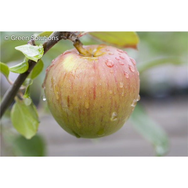 GRAVENSTEIN APPLE DWARF (M27)