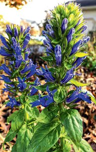 GREAT BLUE LOBELIA (NATIVE) 1G