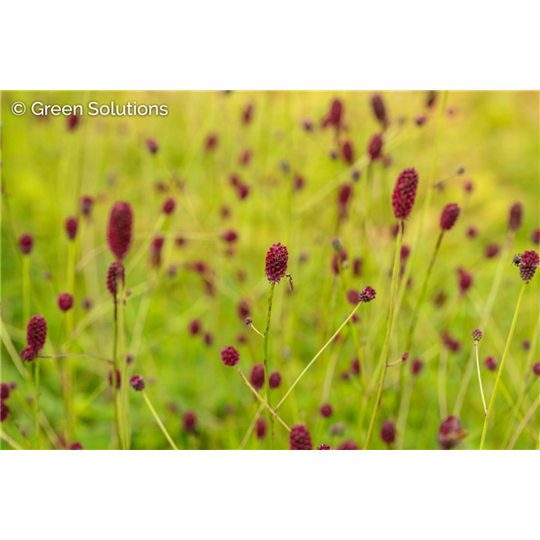 GREAT BURNET PINK TANNA 1G