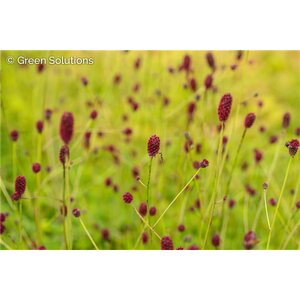 GREAT BURNET PINK TANNA 1G
