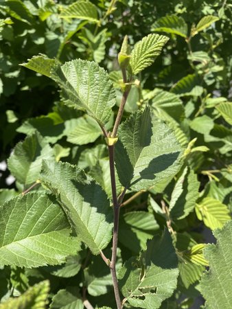 GREEN ALDER 60CM (ALNUS CRISPA)