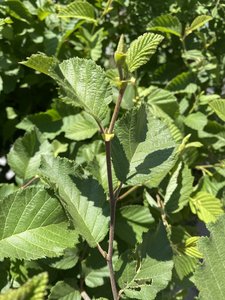 GREEN ALDER 60CM (ALNUS CRISPA)