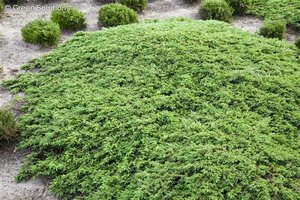 GREEN CARPET JUNIPER 3GAL