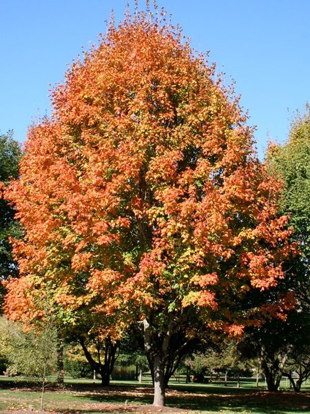 GREEN COLUMN BLACK MAPLE 275CM