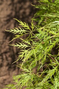 GREEN CUTLEAF JAPANESE MAPLE 50CM - image 5