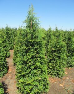 GREEN GIANT CEDAR 60CM