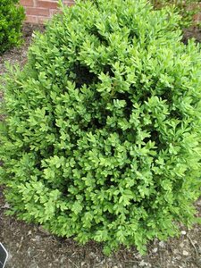 GREEN MOUND BOXWOOD 1GAL